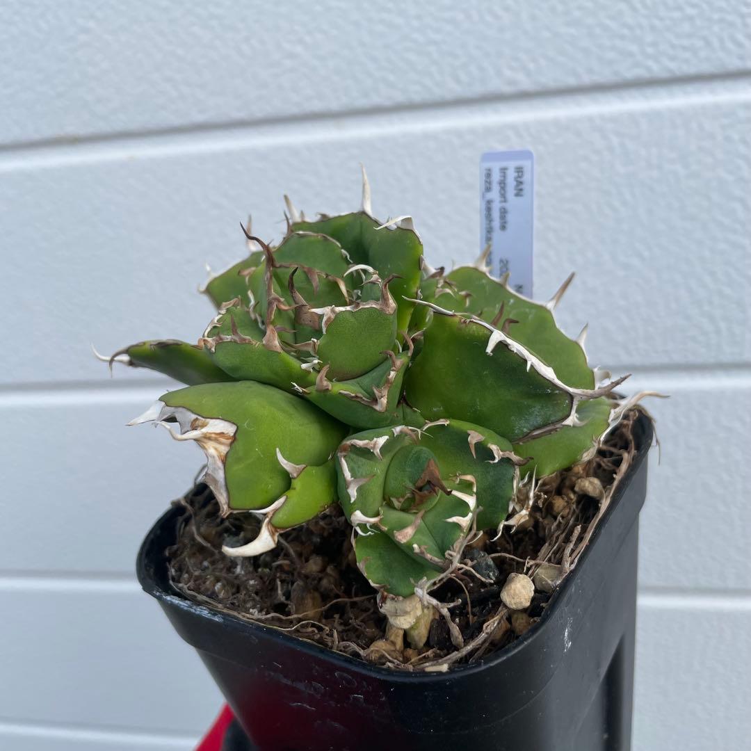 アガベ ノヴァ NOVA 子株 イラン株 - メルカリ