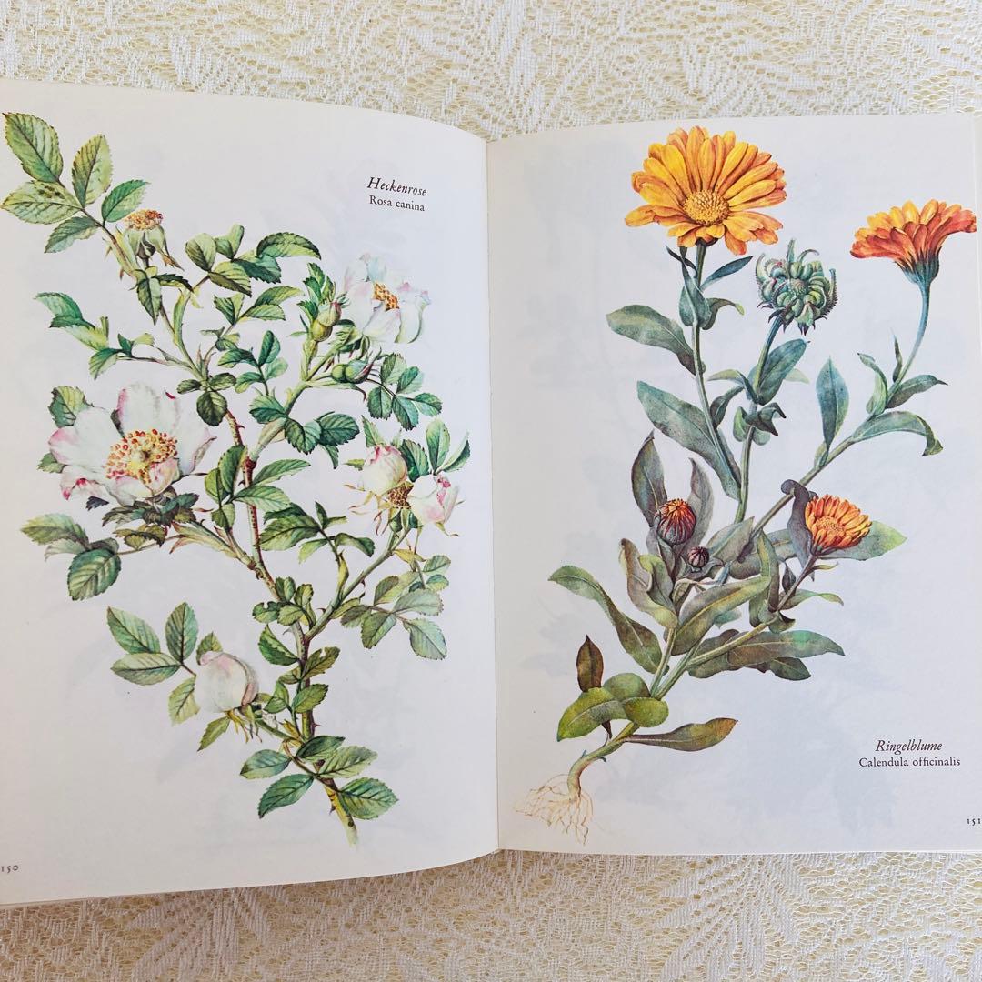 洋書古書 希少 ヴィンテージ植物図鑑 繊細で美しい植物画304点 画集