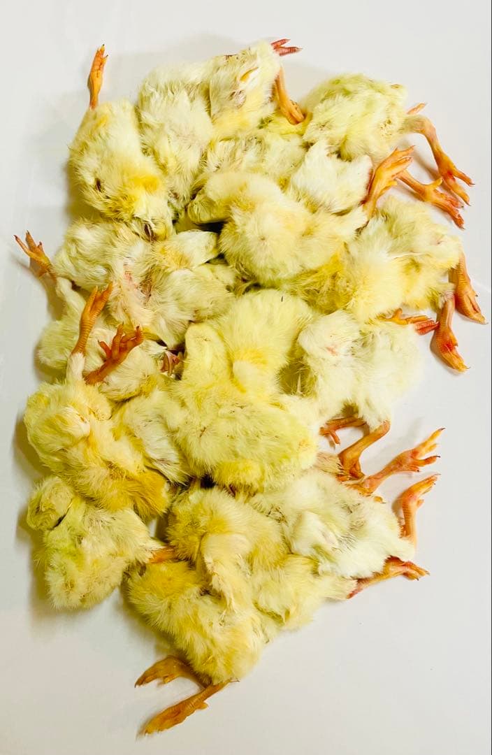 リピート購入、複数購入で＋10羽 送料無料 国産 新鮮安全 冷凍ひよこ 400羽