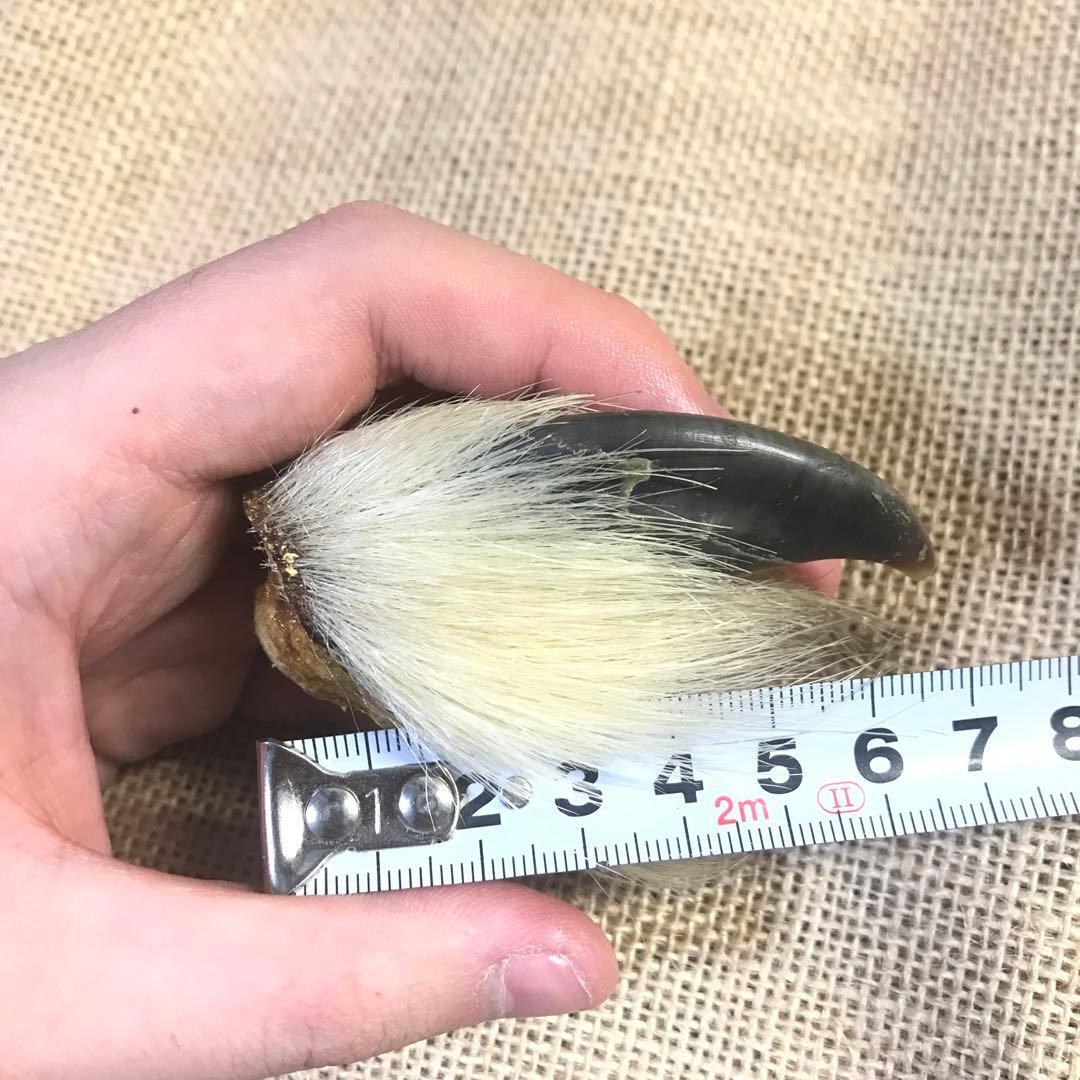 シロクマ 爪 ホッキョクグマ 熊の爪 ベアクロー 剥製 - メルカリ