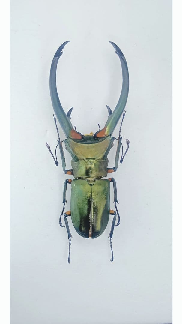 美麗 エラフスホソアカクワガタ♂野外標本 - メルカリ