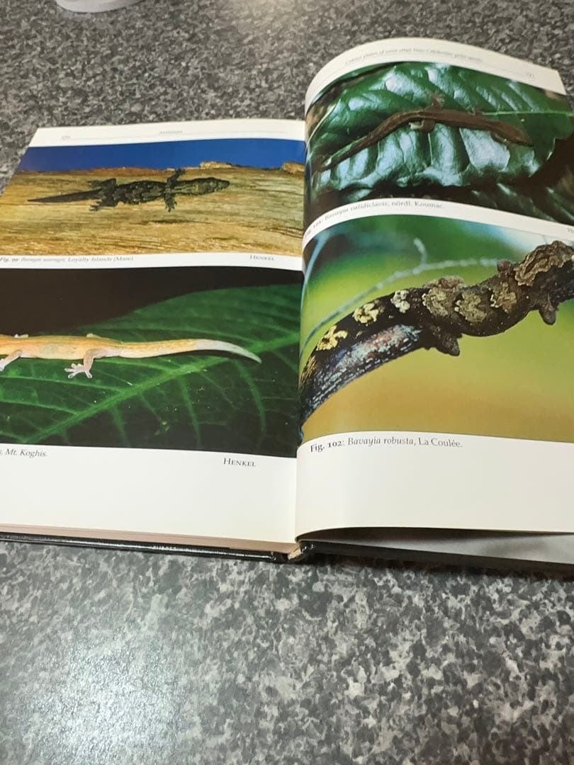 Rhacodactylus ミカドヤモリ 洋書12/15迄の限定値下価格！