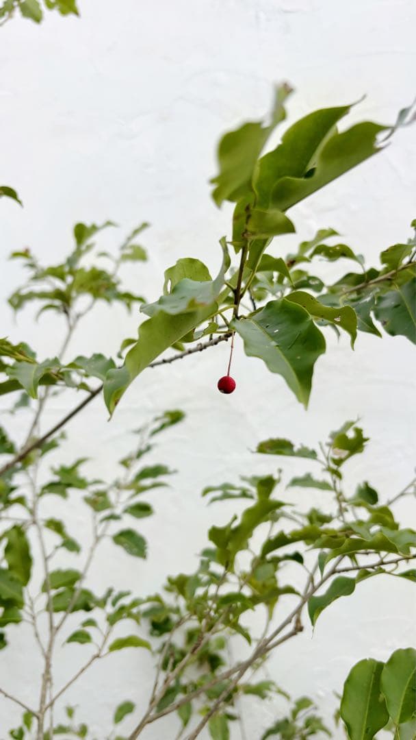 希少。山採りソヨゴ雌株2.6M(鉢底から)