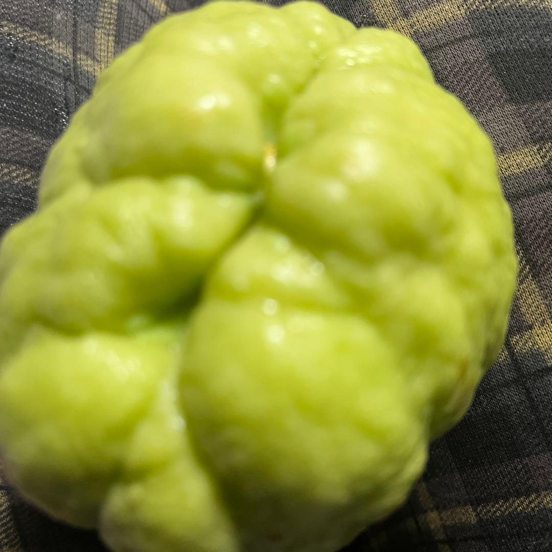 ハヤトウリ 種1個 芽が見えます - メルカリ