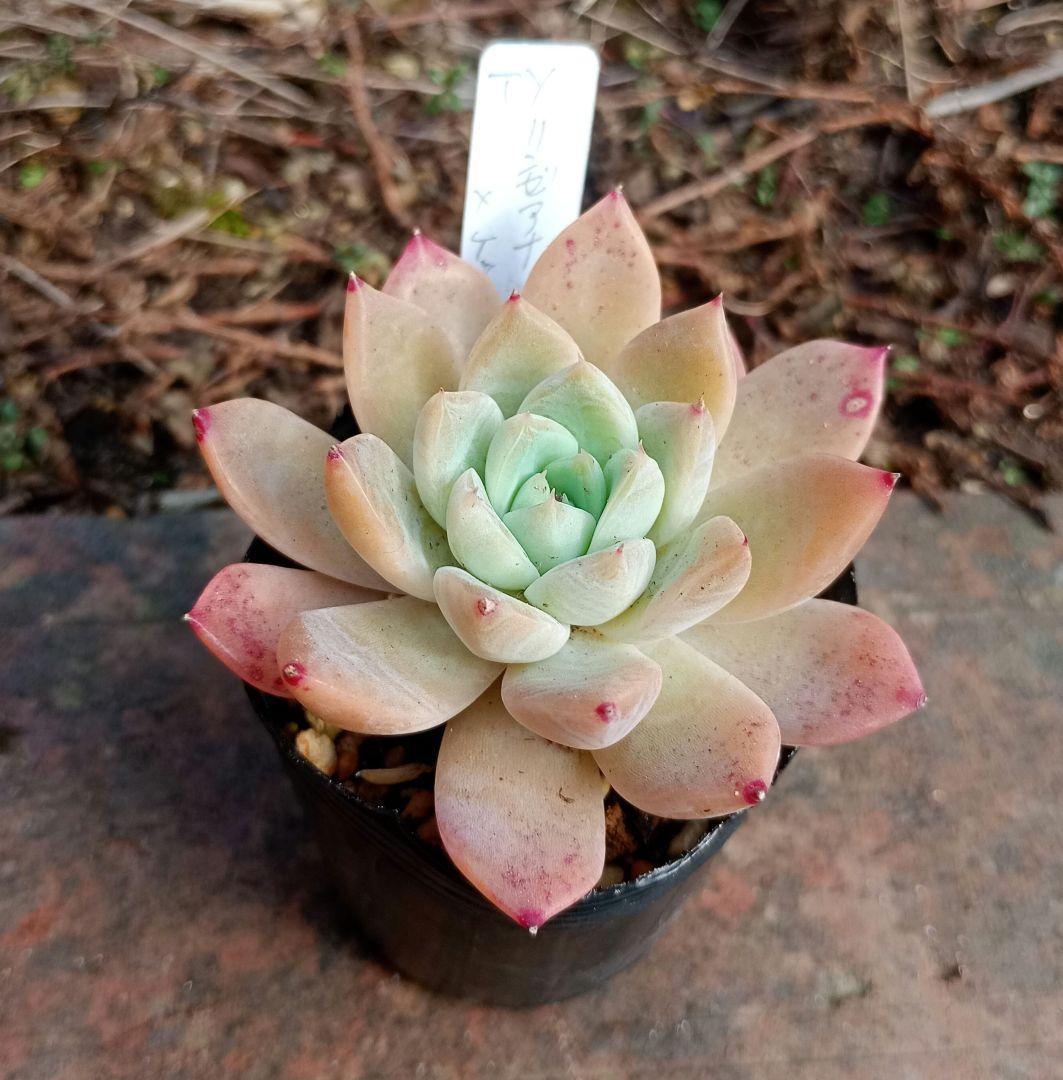 リンゼアナ×ケッセルリンギアナ 多肉植物 抜き苗 TYさん苗 - メルカリ