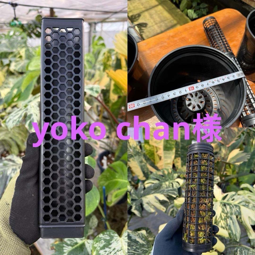 未使用 たけろうポット 検) パキプス 芽の巣山 Tacson カタフ ホリダス