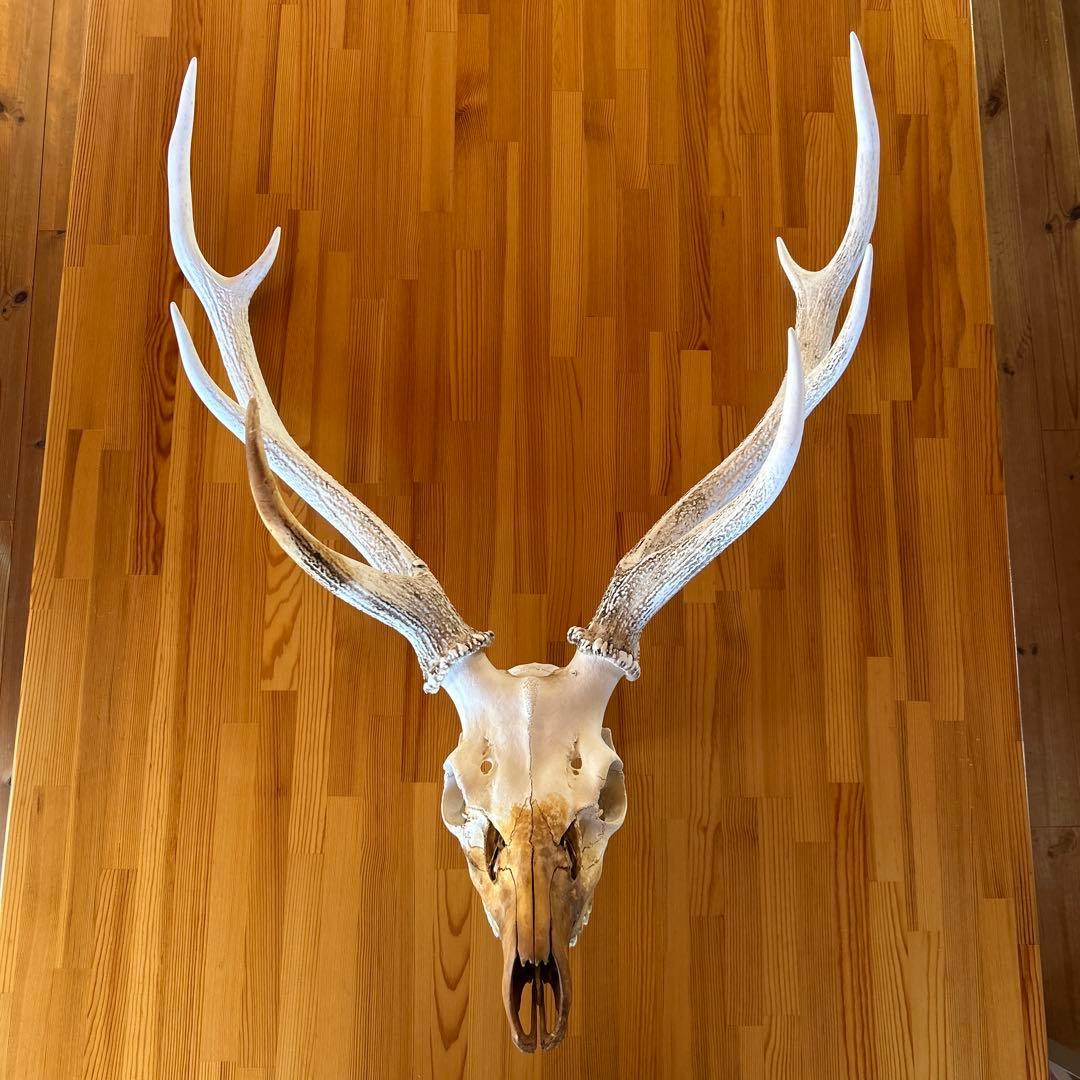鹿の角 両角 顔付き エゾシカの角 - メルカリ