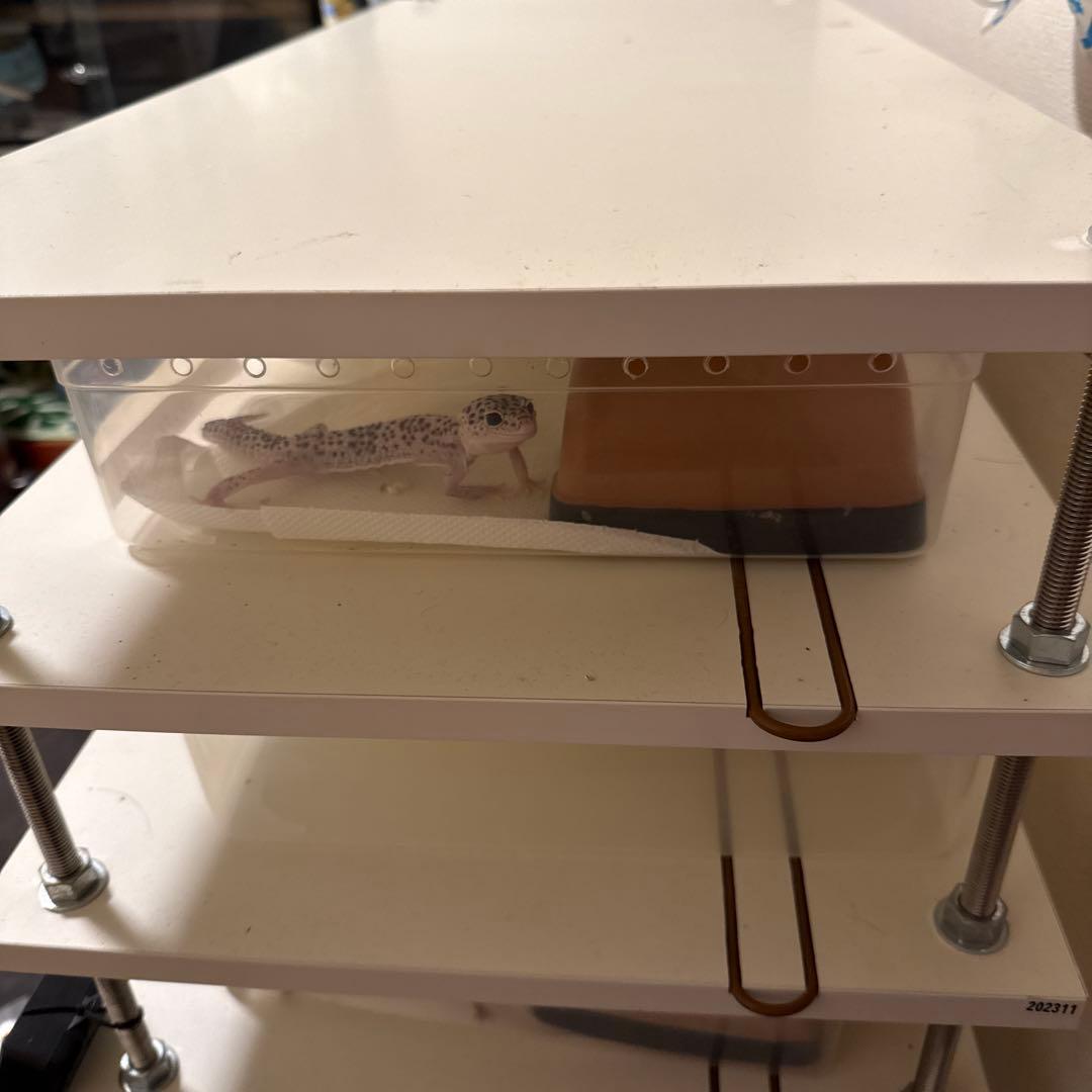 10月末まで)自作ブリードラック7段サーモ、ヒートケーブルセット