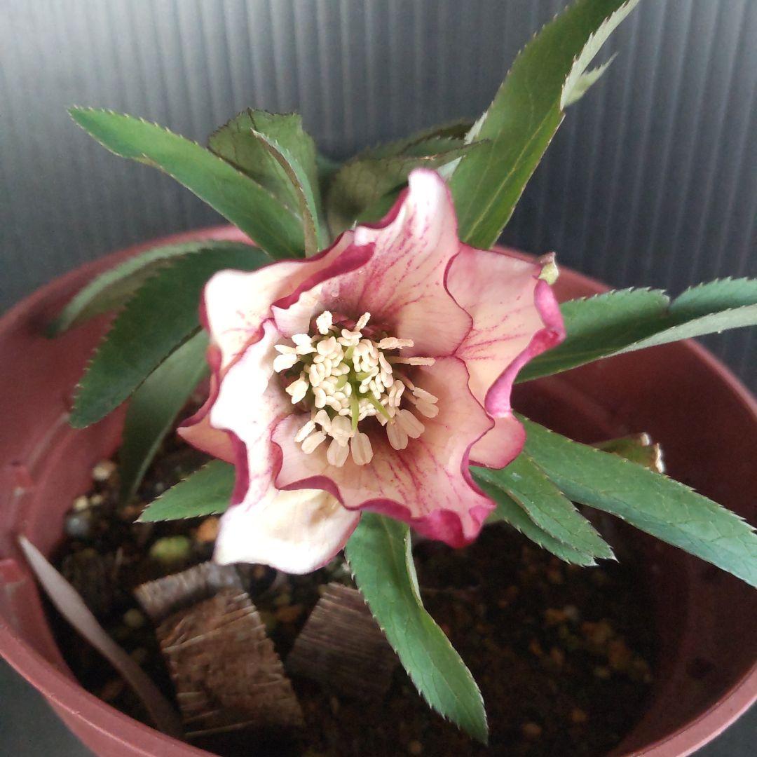 クリスマスローズ プチドール彩 鉢付き - メルカリ