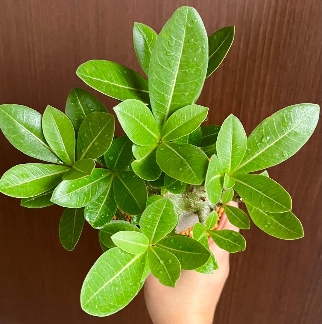 激レア/ドワーフ/極太/塊根】アデニウム アラビカムV2ハック鉢植え B-5