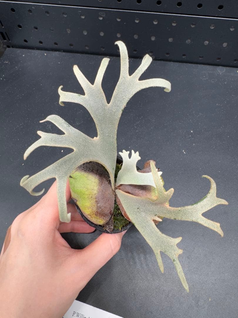 ビカクシダ YMDS Totoro HHRナーセリータグ付け #404 - メルカリ