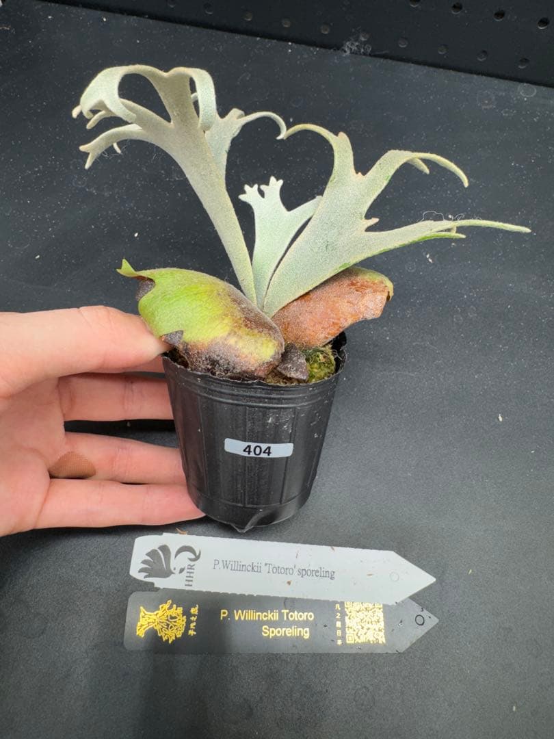 ビカクシダ YMDS Totoro HHRナーセリータグ付け #404 - メルカリ