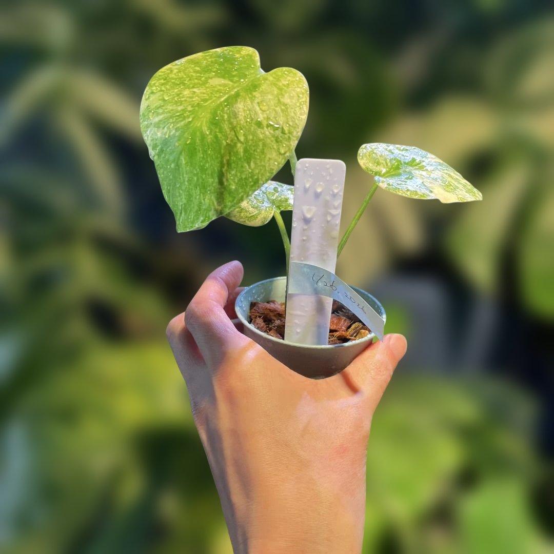 モンステラレガシー 2.5号 希少 - メルカリ