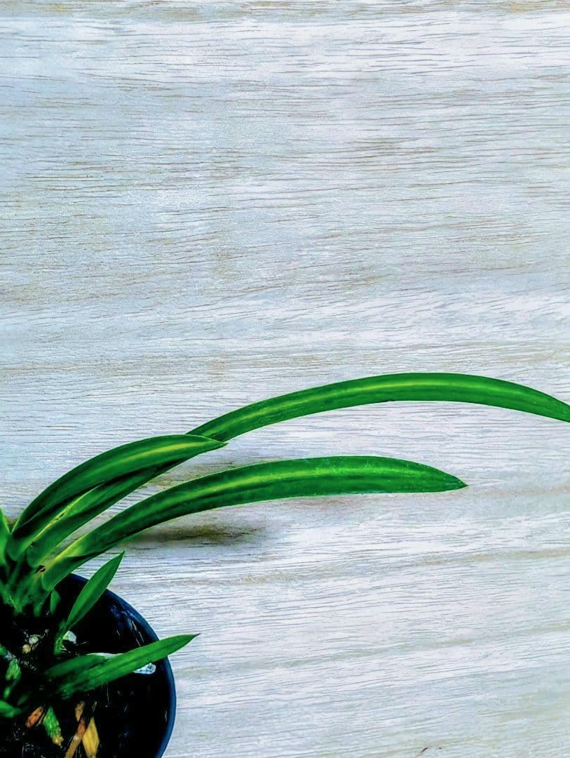 富貴蘭 元祖湖東錦中斑縞