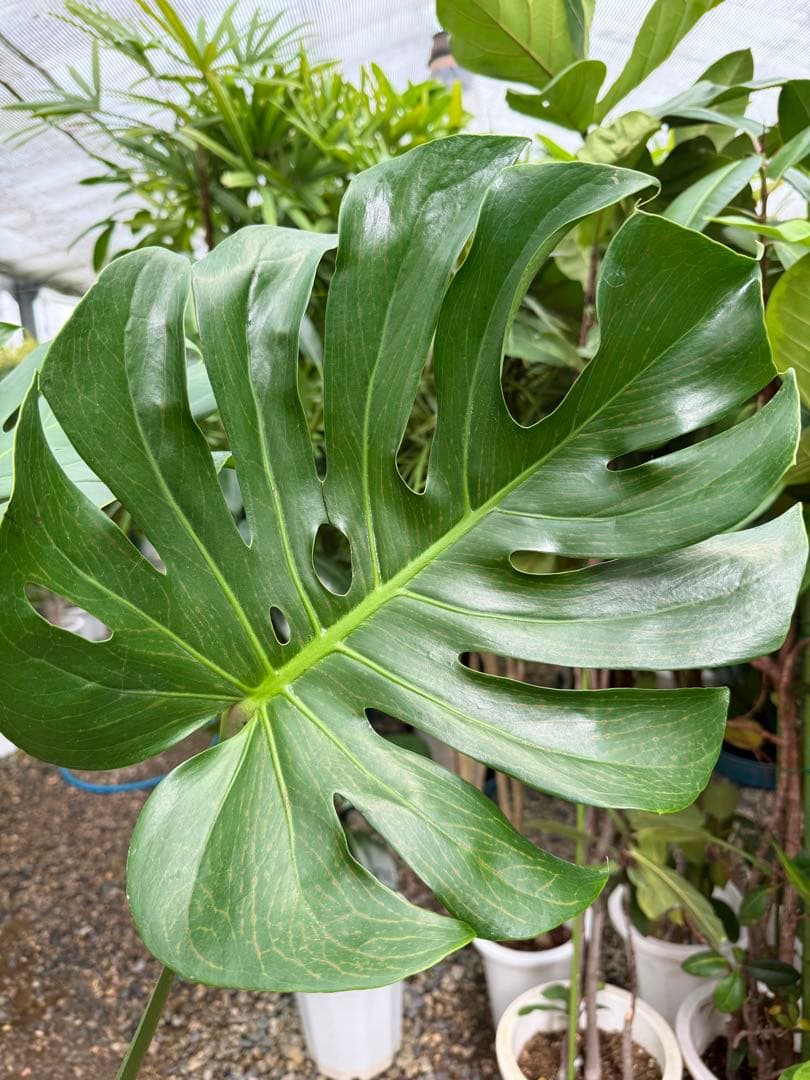 特級品】モンステラ デリシオーサ 根上り 幹上がり 特大極上苗 7号鉢