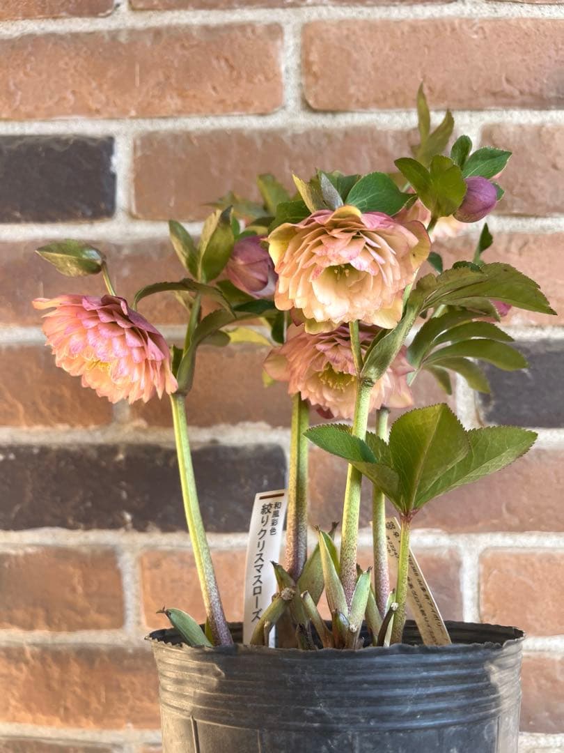 クリスマスローズ　加藤農園　絞りクリスマスローズ 希少‼️④加藤農園さんのプレミアムクリスマスローズ 和風彩色絞り