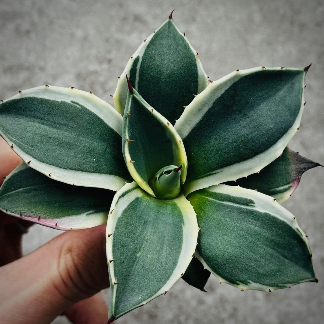 多肉植物・アガベ・吉祥天錦白腹輪・特選美株 - メルカリ