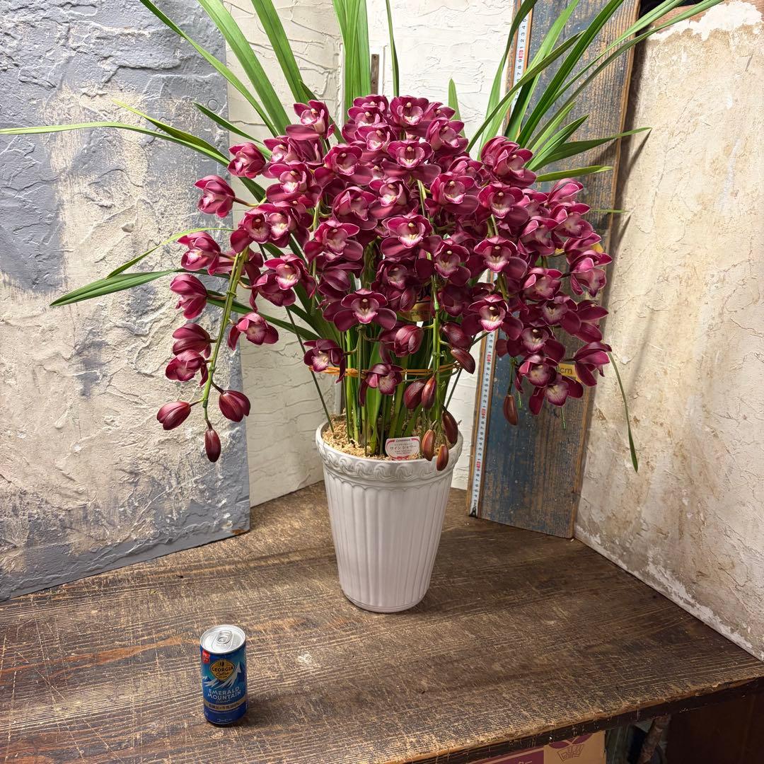 s*a様 【特選】　シンビジューム　ワインシャワー　アーチ　7寸7本立ち 園芸ネット本店｜シンビジウム：ワインシャワー3本立アーチ仕立て4号