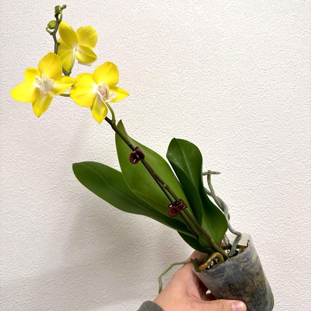 洋ラン 洋蘭 胡蝶蘭 交配種 コチョウラン Phal.Davi ダヴィ - メルカリ