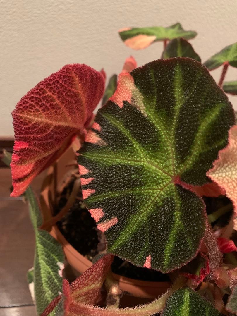 超希少品種】ベコニア ソリムタータ 鉢ごと発送 6号鉢 新入荷 - メルカリ