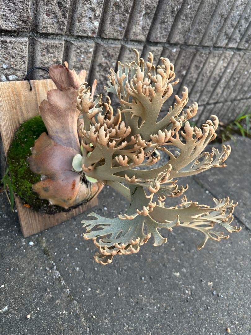 jenny comolebi 血統 胞子 ビカクシダ コウモリラン