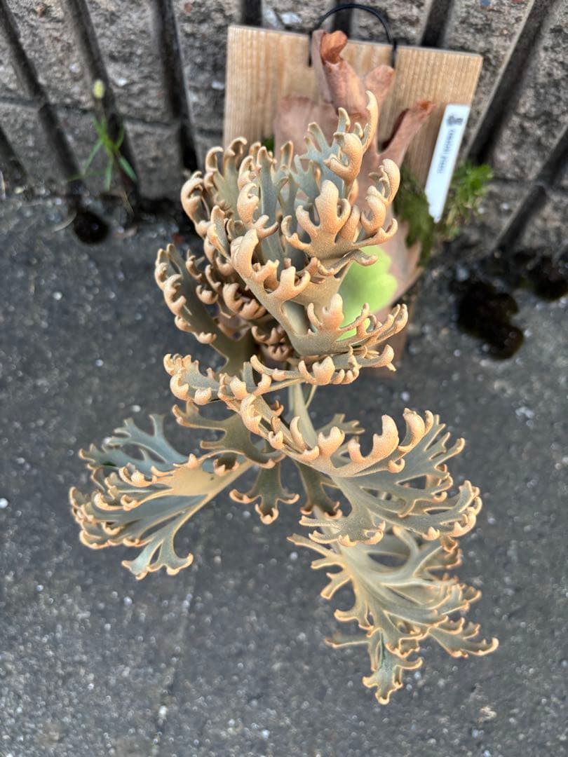 jenny comolebi 血統 胞子 ビカクシダ コウモリラン