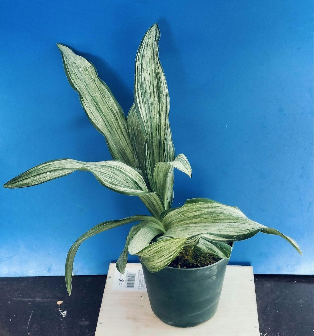 万年青 (根岸の松) おもと 実生 ㉗ - メルカリ