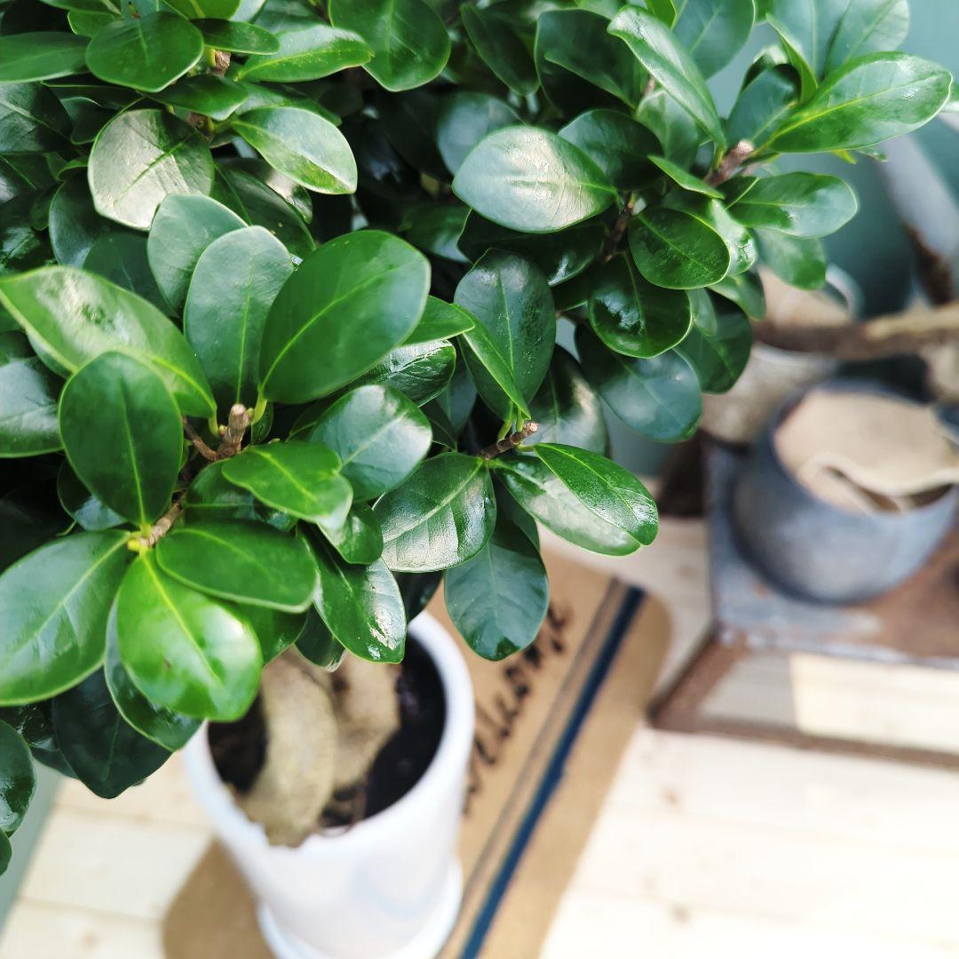 ガジュマル 昇り龍 【現品】根上り スタイリッシュポット 7号 - メルカリ