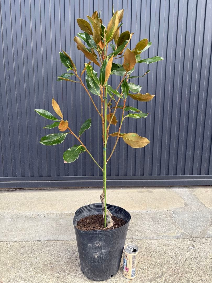 ◇タイサンボク リトルジェム◇シンボルツリー◇レアな接木苗木◇の