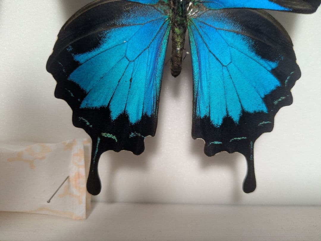 コエポン様専用】オオルリアゲハ【変異型2種】 - メルカリ