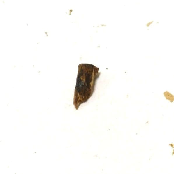 伽羅　緑油　0.22g