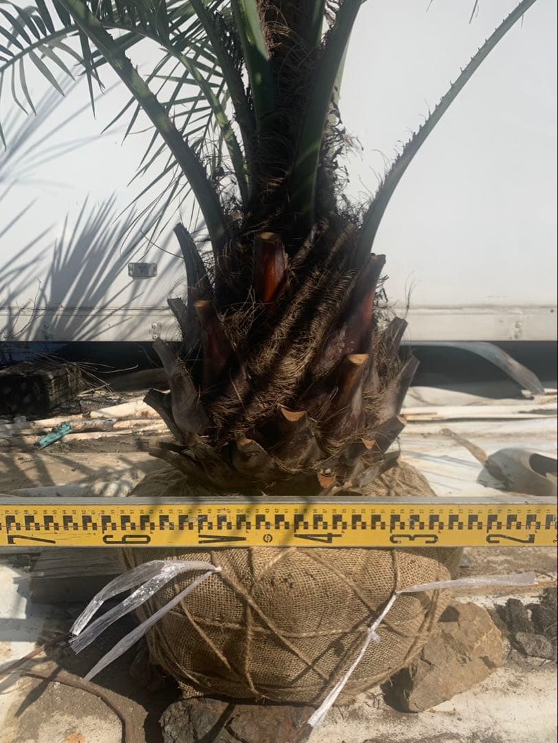 ココスヤシ 白紐 2 引取限定