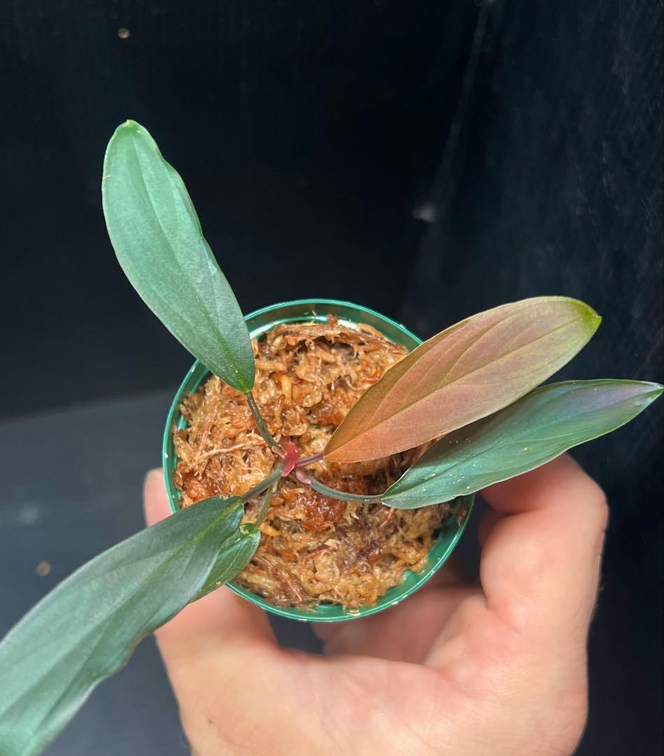 Y*i様 Homalomena sp. “濡烏” 【LA0518-02】　熱帯植