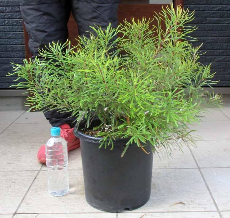 現品】バンクシア・スピヌノーサ・ヘアピン（ヘアピンバンクシア）8号