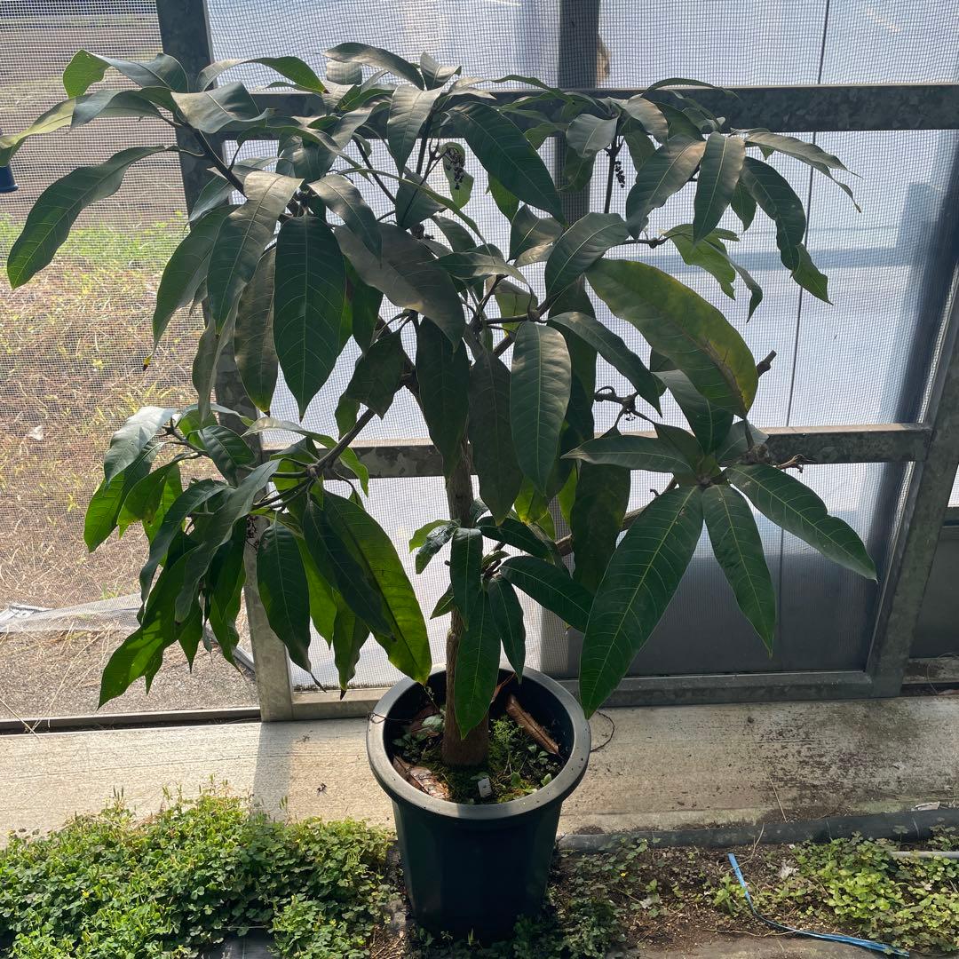 マンゴー苗品種リリー10号 特大