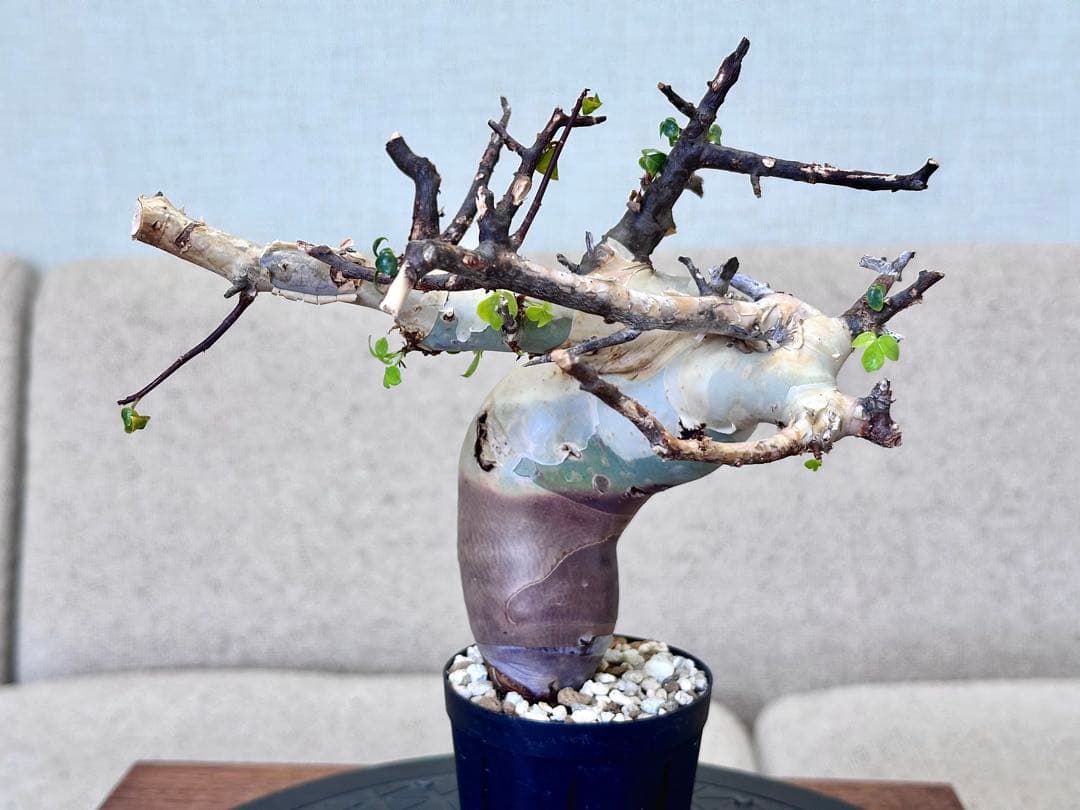 コミフォラ ピュアカタフ ソマリア産 コレクション 曲線美