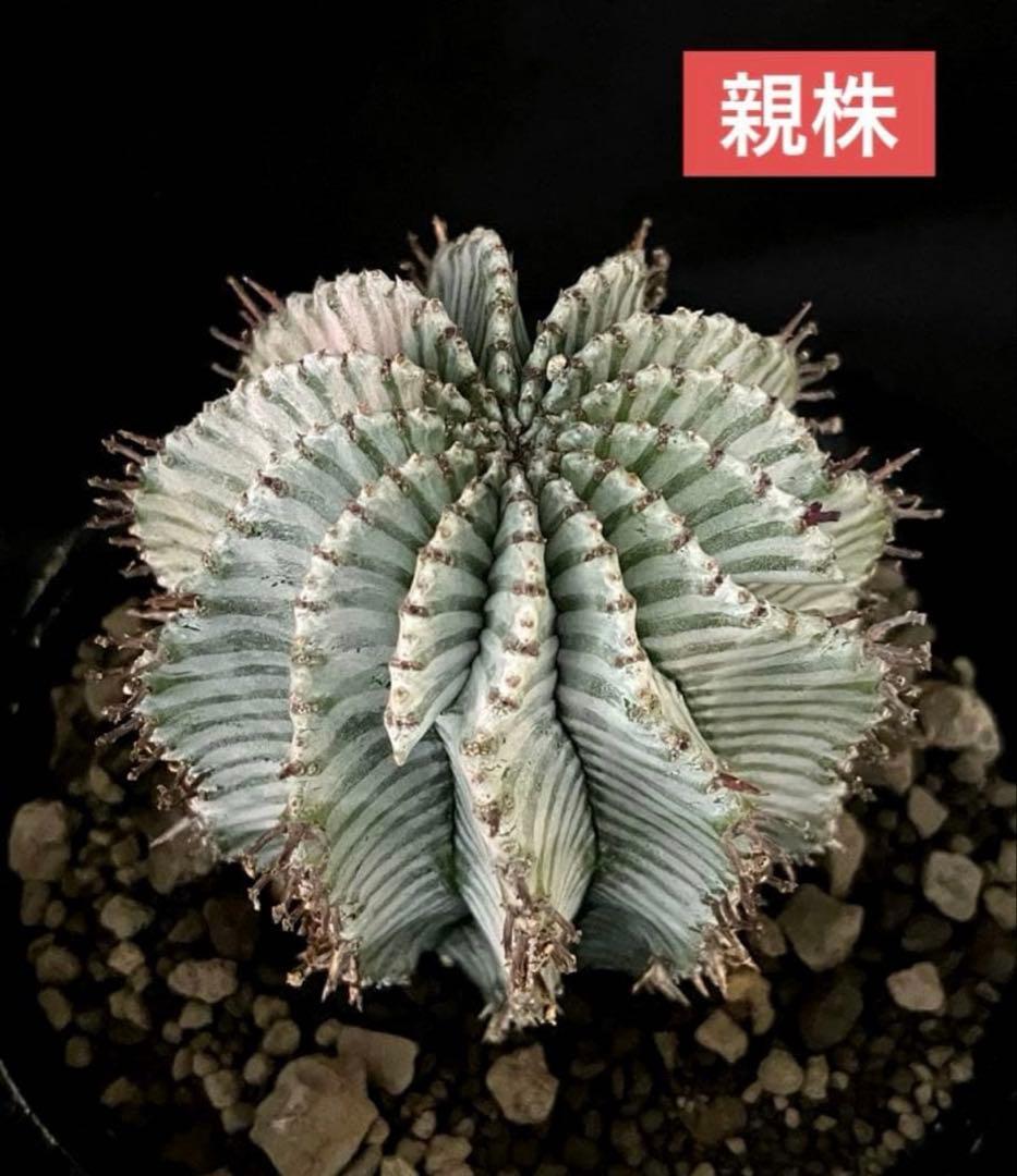 ユーフォルビアホリダ White zebra S胴太 カキ子 - メルカリ