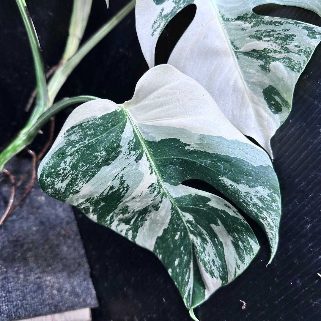 o*z様 斑入りモンステラホワイトタイガー47cm 大型葉 極美株