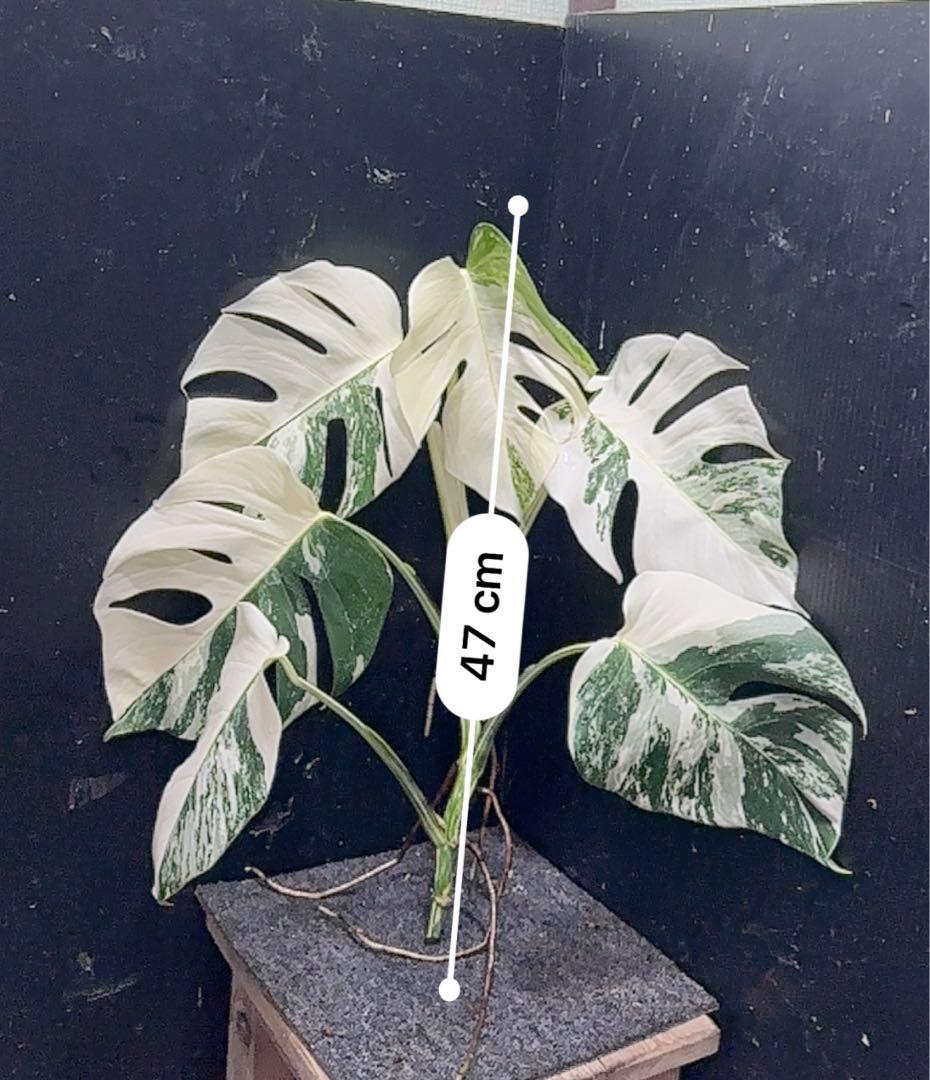 o*z様 斑入りモンステラホワイトタイガー47cm 大型葉 極美株
