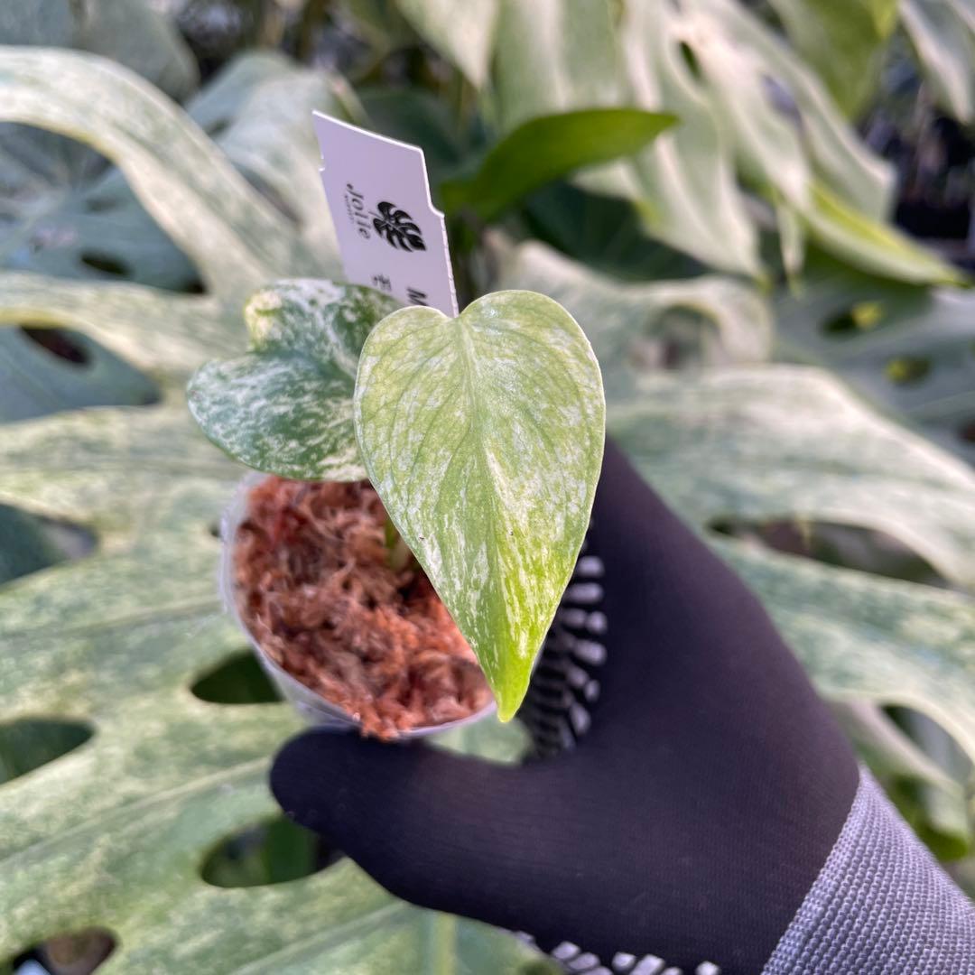 DM6モンステラ デリシオーサ ミント斑入り 2寸ポリポット ネコポス発送