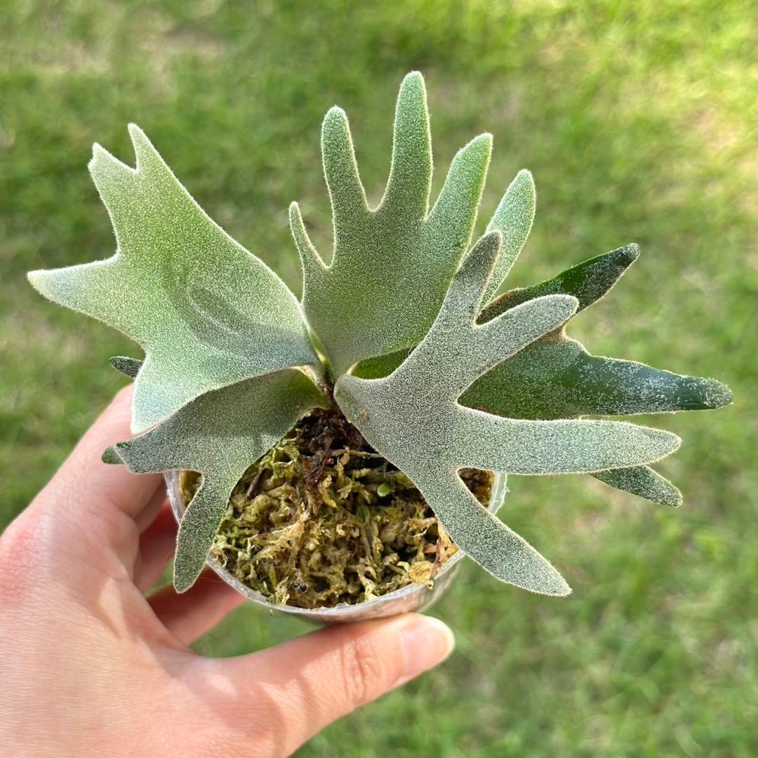 福沢諭吉様確認用】ユッカ ベイレイ＋ハリマニアエ