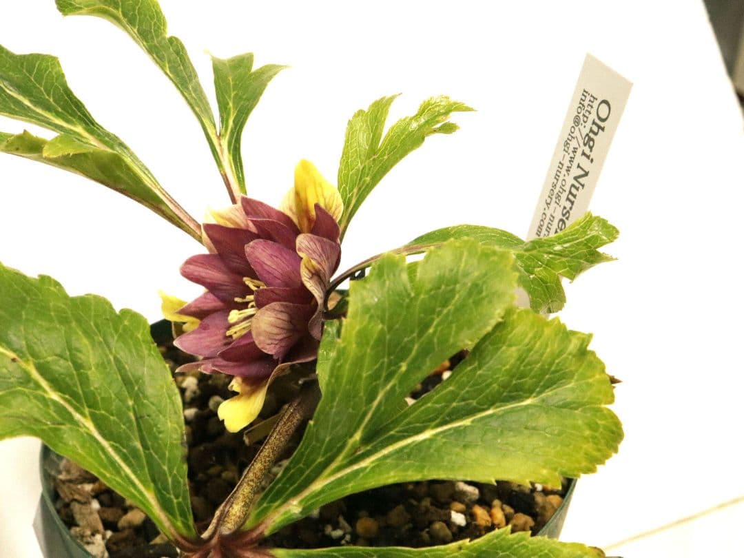 クリスマスローズ開花株 大木ナーセリー イリュージョン交配