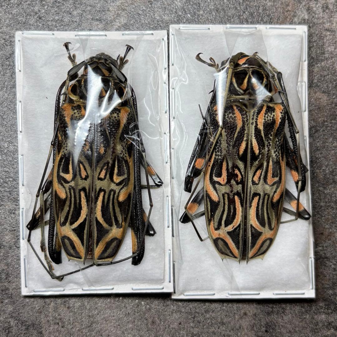 スジバネウスバウスバカミキリ 標本 幼虫