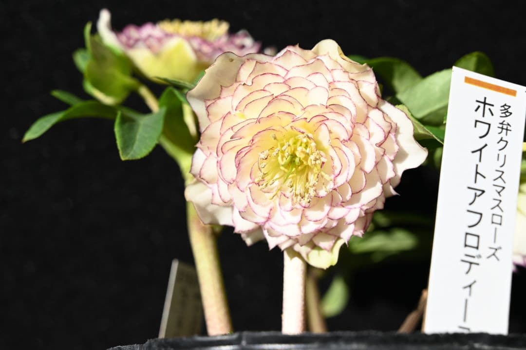 クリスマスローズ　認定ホワイトアフロディーテ　加藤農園 一点物】加藤農園 クリスマスローズ ホワイトアフロディーテ 4.5号