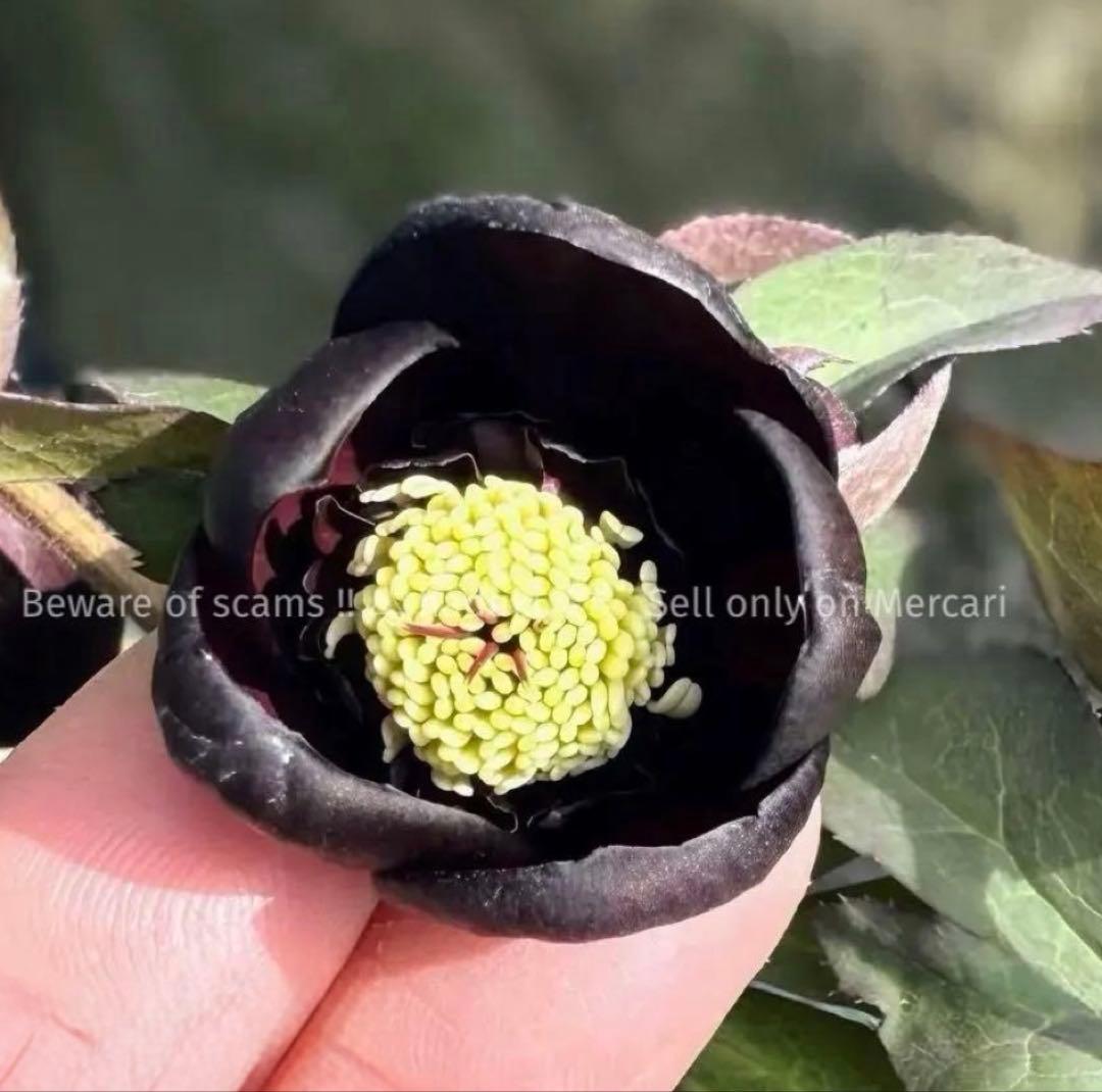 □加藤農園□ 今季株分け クリスマスローズ メルカリ便 - メルカリ