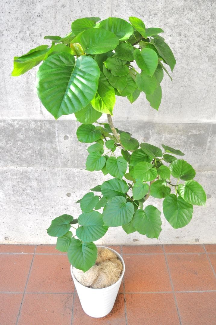 フィカス・ウンベラータ 150cm１０号 S-shaped tree form フィカス・ウンベラータ 150cm10号 S-shaped tree form - メルカリ