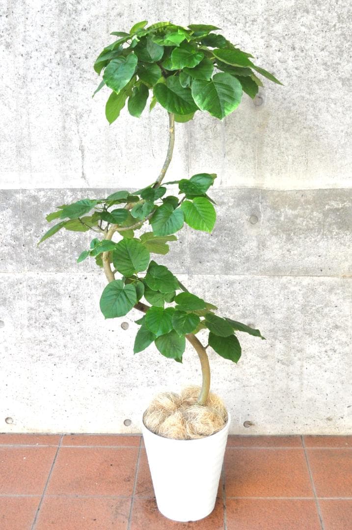 フィカス・ウンベラータ 150cm10号 S-shaped tree form - メルカリ