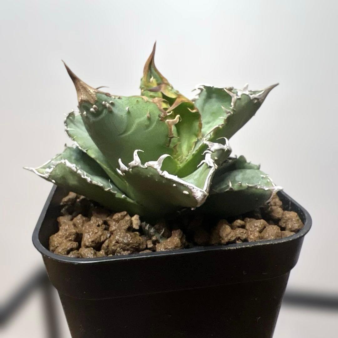 アガベ 鉢植発送 冰雹ブツブツ系 極上血統 超特選 スペシャル個体