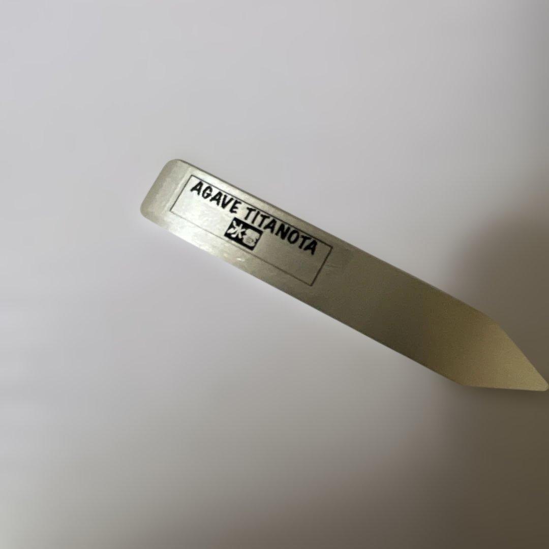 アガベ 鉢植発送 冰雹ブツブツ系 極上血統 超特選 スペシャル個体