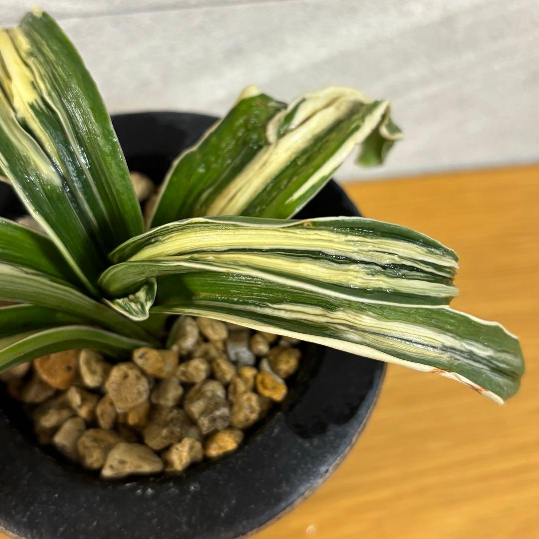 万年青 玉姫 羅紗獅子 おもと 縁金鉢 - メルカリ